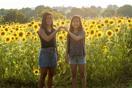 Sunflowers